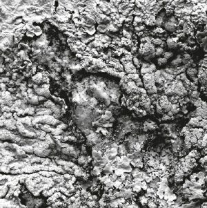 Aleks - Future Dialect EP | 0Helena0 (HLN003)