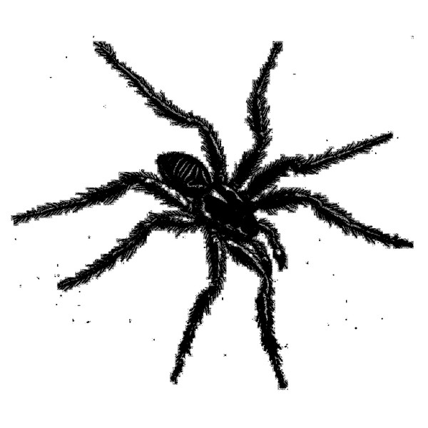 Tarantismo : Odyssey Of An Italian Ritual