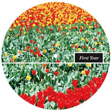 Crudo - Subject Holland | Subject Detroit (SUB-021) - 2