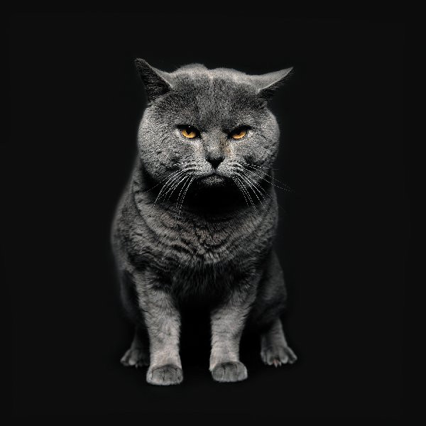 Pryapisme - Rococo Holocaust | Apathia records (APA02VY) - main
