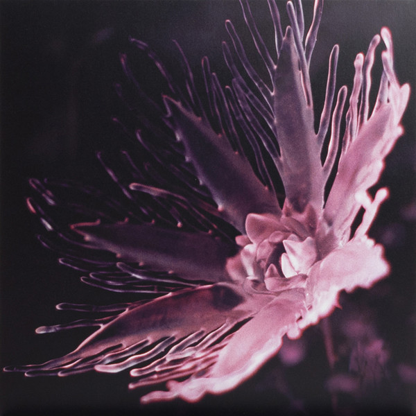 Dania Shihab - Listless | Somewhere Press (SP06)