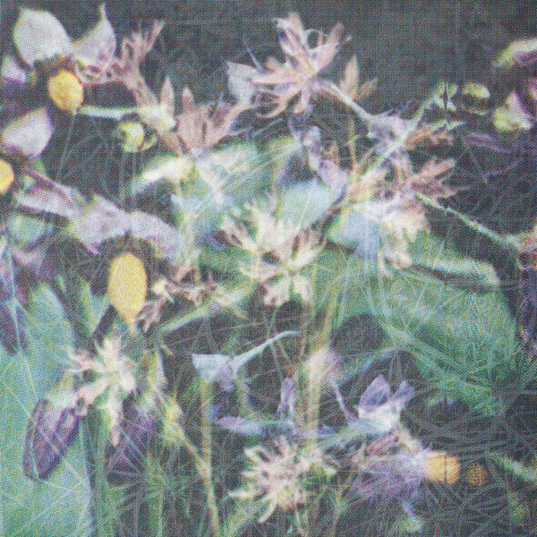 James Shaw - Between The Seed And The Timber | Teeth (TEETH005)