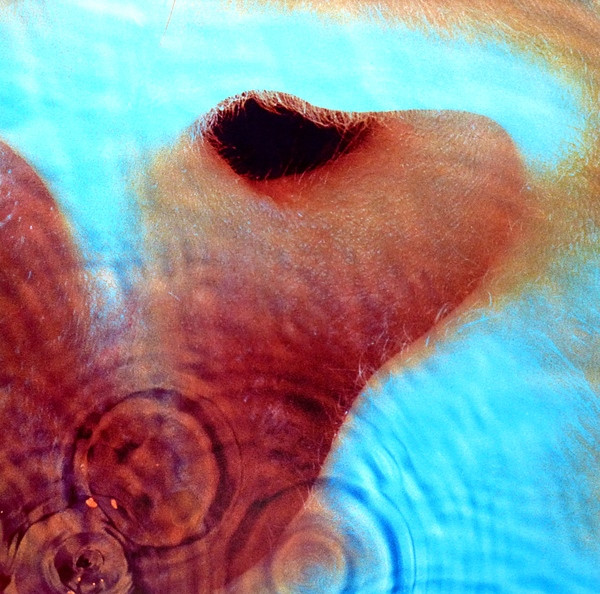 Pink Floyd - Meddle | Pink Floyd Records (PFRLP6)