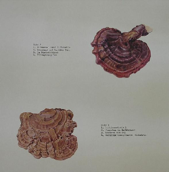 Jan Jelinek - Kosmischer Pitch | Faitiche (Fait-back06) - 2