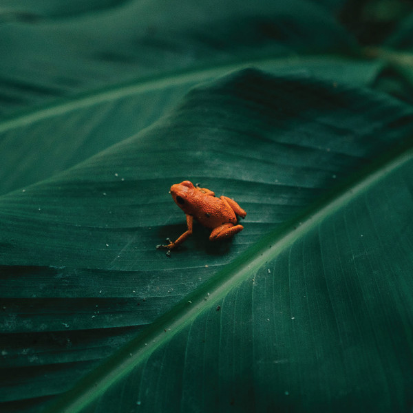 Ingredient - Ingredient | Telephone Explosion Records (TER106) Ingredient - Ingredient | Telephone Explosion Records (TER106)