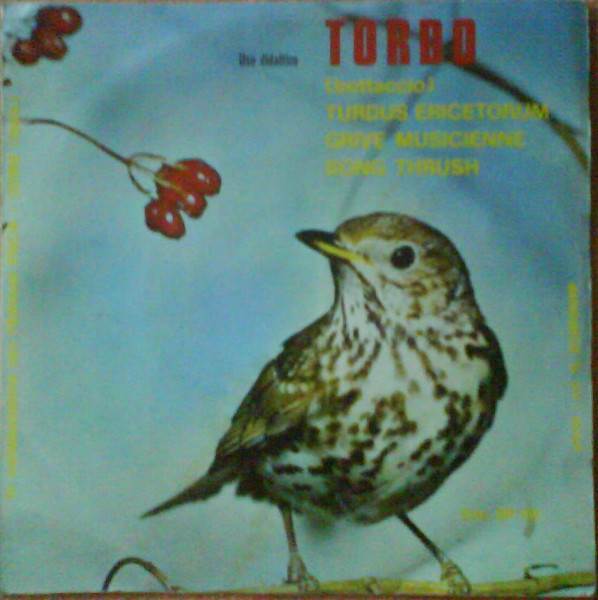 No Artist - Tordo (Bottaccio), Turdus Ericetorum, Grive Musicienne, Song Thrush, Dal Vivo Della Natura, Il Canto Degli Uccelli | Equipe (Eda SP 02) - main No Artist - Tordo (Bottaccio), Turdus Ericetorum, Grive Musicienne, Song Thrush, Dal Vivo Della Natura, Il Canto Degli Uccelli | Equipe (Eda SP 02) - main