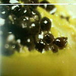 Luciano - 2/2 | Mental Groove Records (MG 022) - main