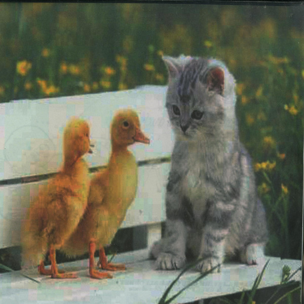 Unknown Artist - Disco Duck | Not On Label (6638)