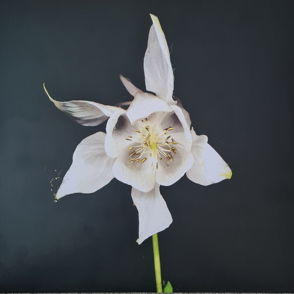 Fridge - Happiness | Temporary Residence Limited (TRR043LP) - main Fridge - Happiness | Temporary Residence Limited (TRR043LP) - main