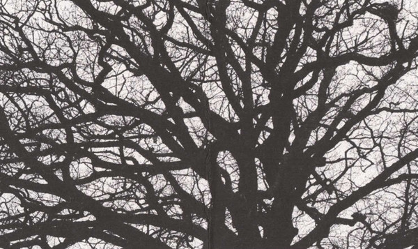 Ziyek - Healing Songs | Janushoved (Janushoved no. 143) - 4