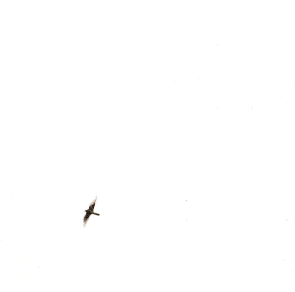 Wilco - Sky Blue Sky | Nonesuch (7559-79987-9) - 4