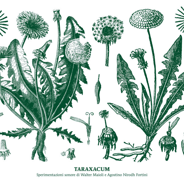 Walter Maioli & Agostino Nirodh Fortini - Taraxacum | Black Sweat Records (BS051) - main