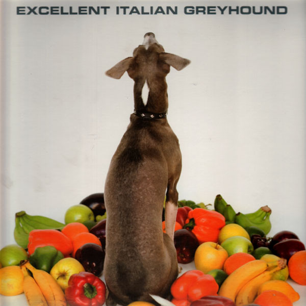 Shellac - Excellent Italian Greyhound | Touch And Go (TG303) - 4