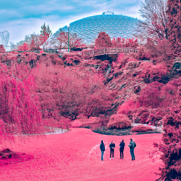 The Zolas - Swooner | Light Organ Records (25396 09622)